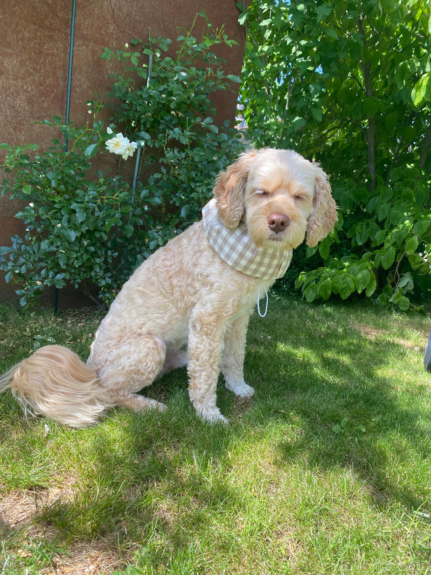 Kühler Nackenwickel für Hunde